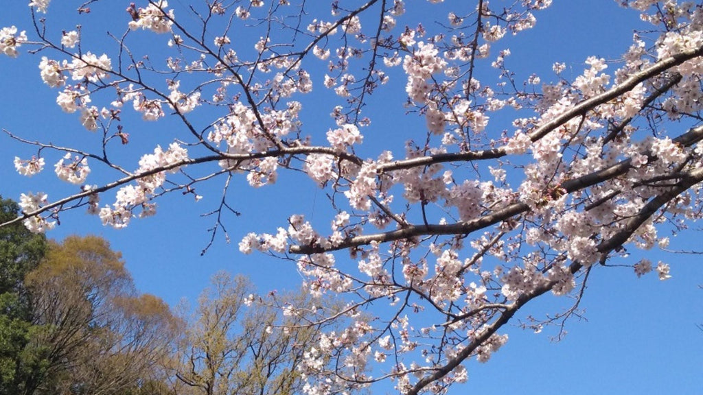 Cherry blossoms（さくら）