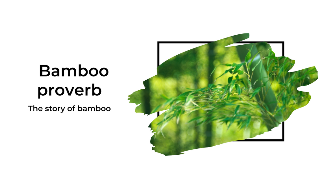 Bamboo